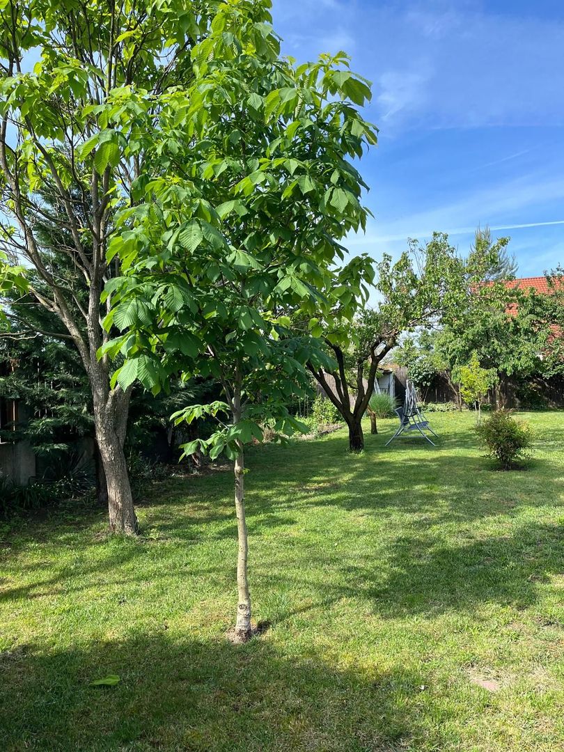 Casă elegantă, spațioasă, ideală pentru familie – Sanmihaiu Roman - Poză 31