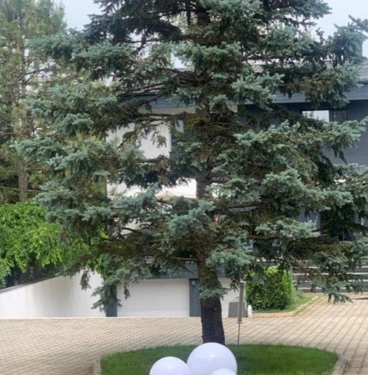 Vila deosebita pe malul lacului Snagov - Poză 6