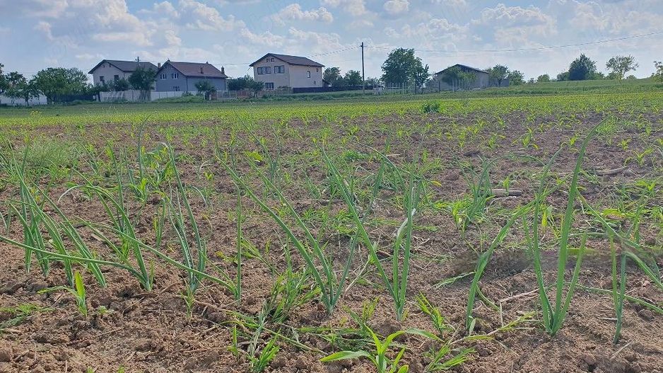 Teren intravilan 1.000 mp | Moara Vlăsiei | Strada Berzei - Poză 5