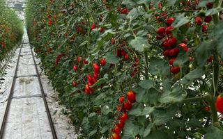 Complex agroindustrial de închiriat | Sere 3.300 mp - Poză 7