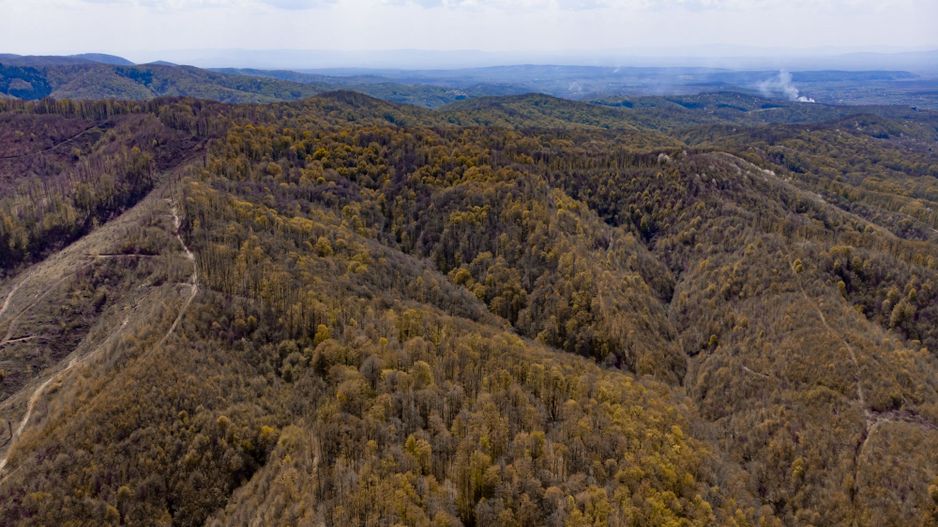 Pădure fag 51 ha în Petriș - Poză 7