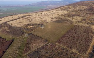 Vita-de-vie Premium  teren de 6800 mp în Covăsinț - Poză 3