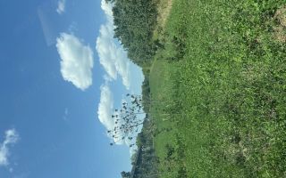 Teren intravilan Aroneanu - Poză 5