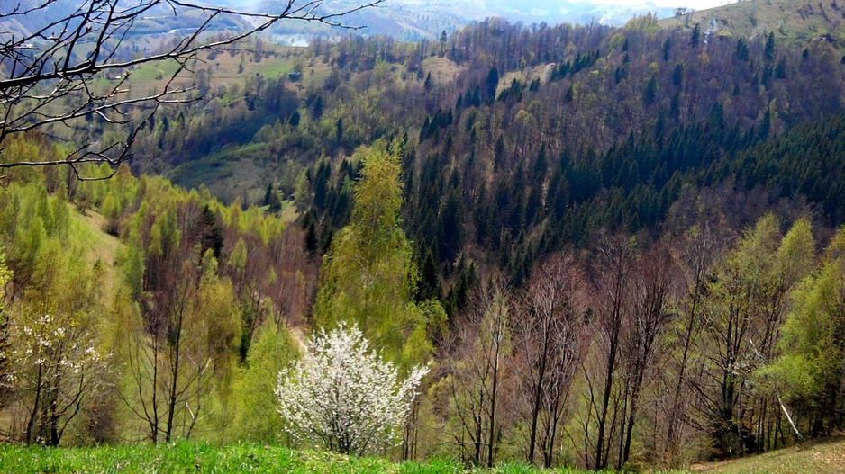 teren intravilan in zona Magura Bran - Poză 24