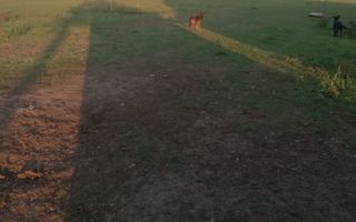 Ferma de vânzare - Poză 4