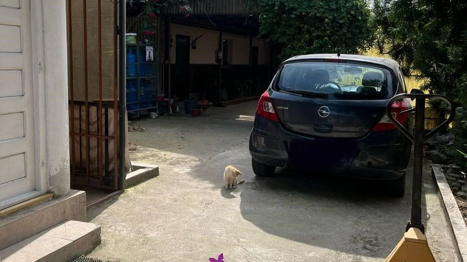 Casa in localitatea Nojorid - Poză 12