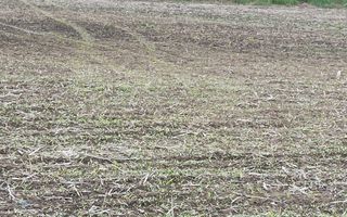 Teren intravilan 1000 mp cu utilitati-ideal casa P+2E-Sarata - Poză 3