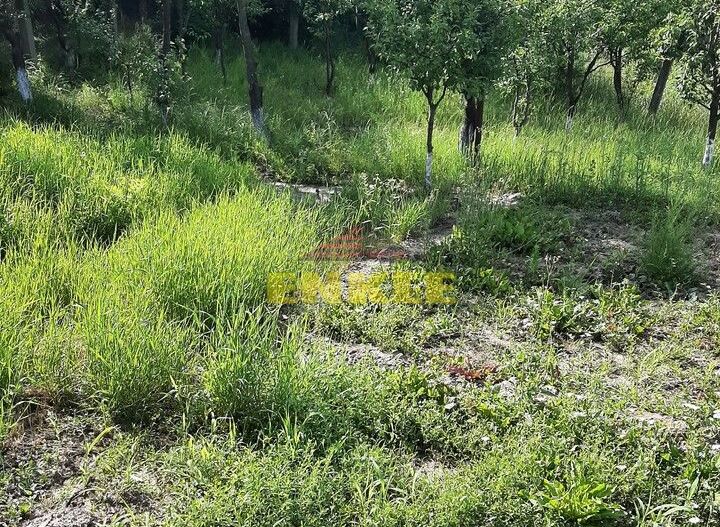 Casa 3 camere + dependinte (bucatarie de vara/magazie) + teren 1400 mp, Str.Zimbrului - Poză 8