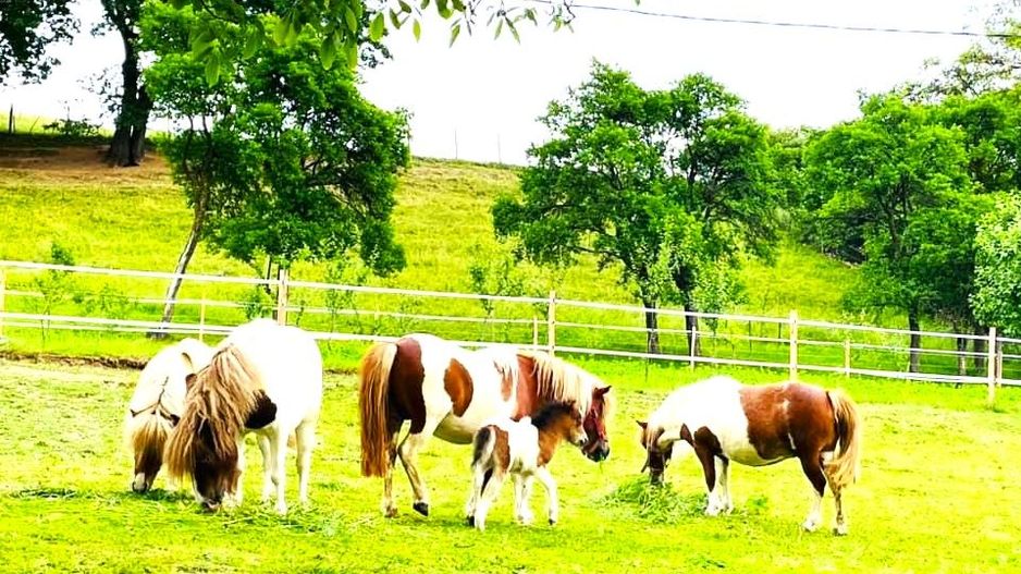 AFACERE DE VANZARE| Pensiunea SILVANKA din Valcele 3* | Langa BRASOV - Poză 9