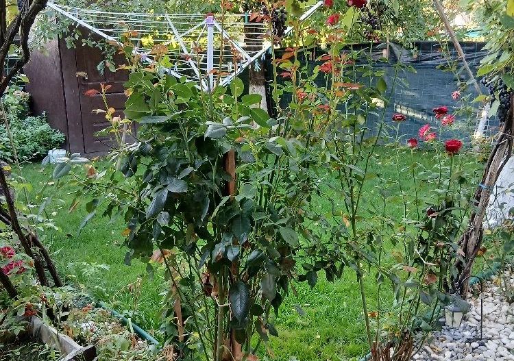 🏡 CASĂ SPAȚIOASĂ CU 5 CAMERE, CURTE ȘI TEREN - Poză 5