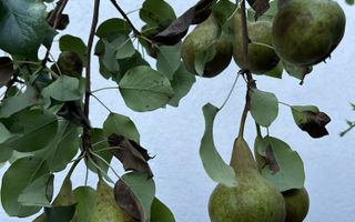 Vila de vanzare in Tunari I Gata de mutat I 4 camere I 5 parcari - Poză 55