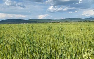 Teren -4.300 mp - Arabil - Chintelnic - Poză 2