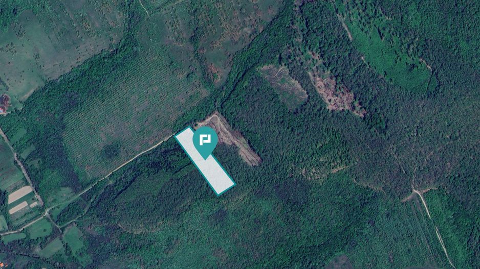 Pădure de foioase – Dorgoş, judeţul Arad - Poză 1