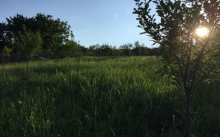 Teren Intravilan Podgoria - Poză 6