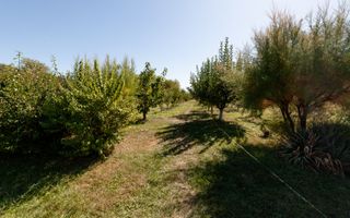 Casa visurilor cu 4000 mp livada roditoare si gradina Darmanesti-Arges - Poză 6