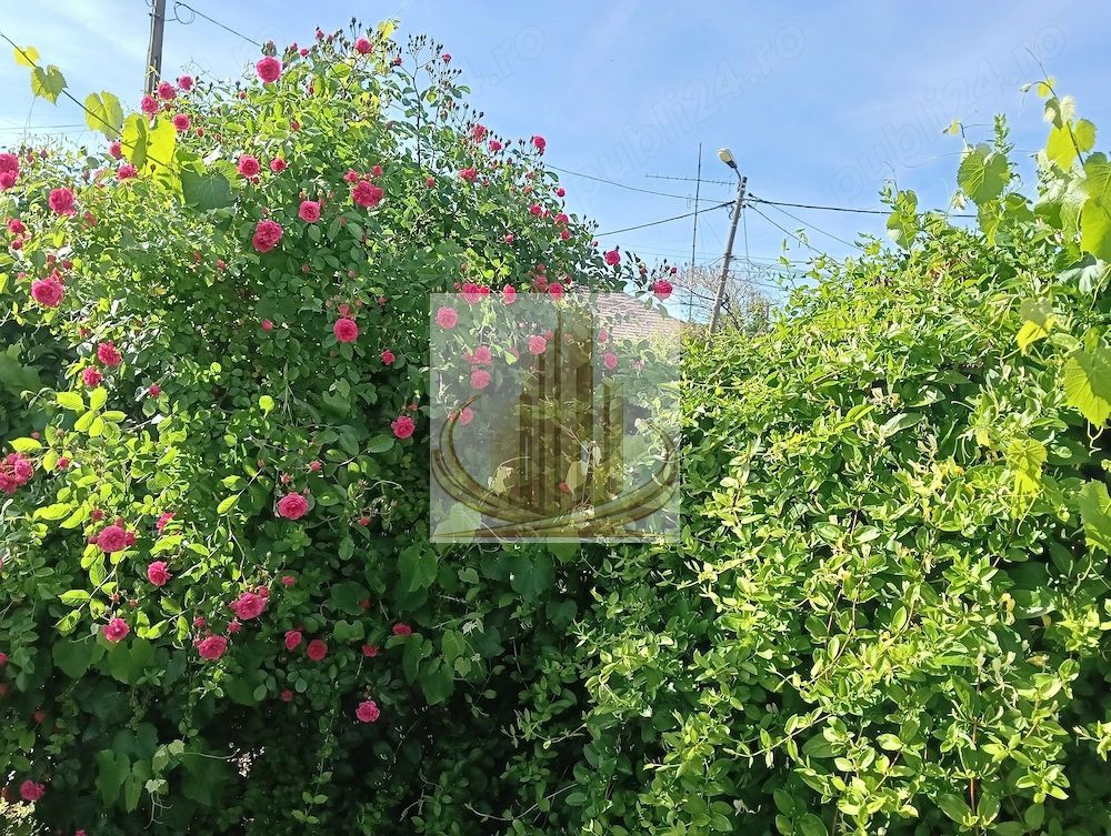 Teren 664 mp | Front 22 ml | Mehala | Ideal Casă sau Duplex - Poză 8