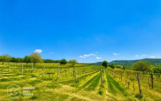 1,35 hectare vie pe rod (Cabernet si Merlot), Siria - Poză 3