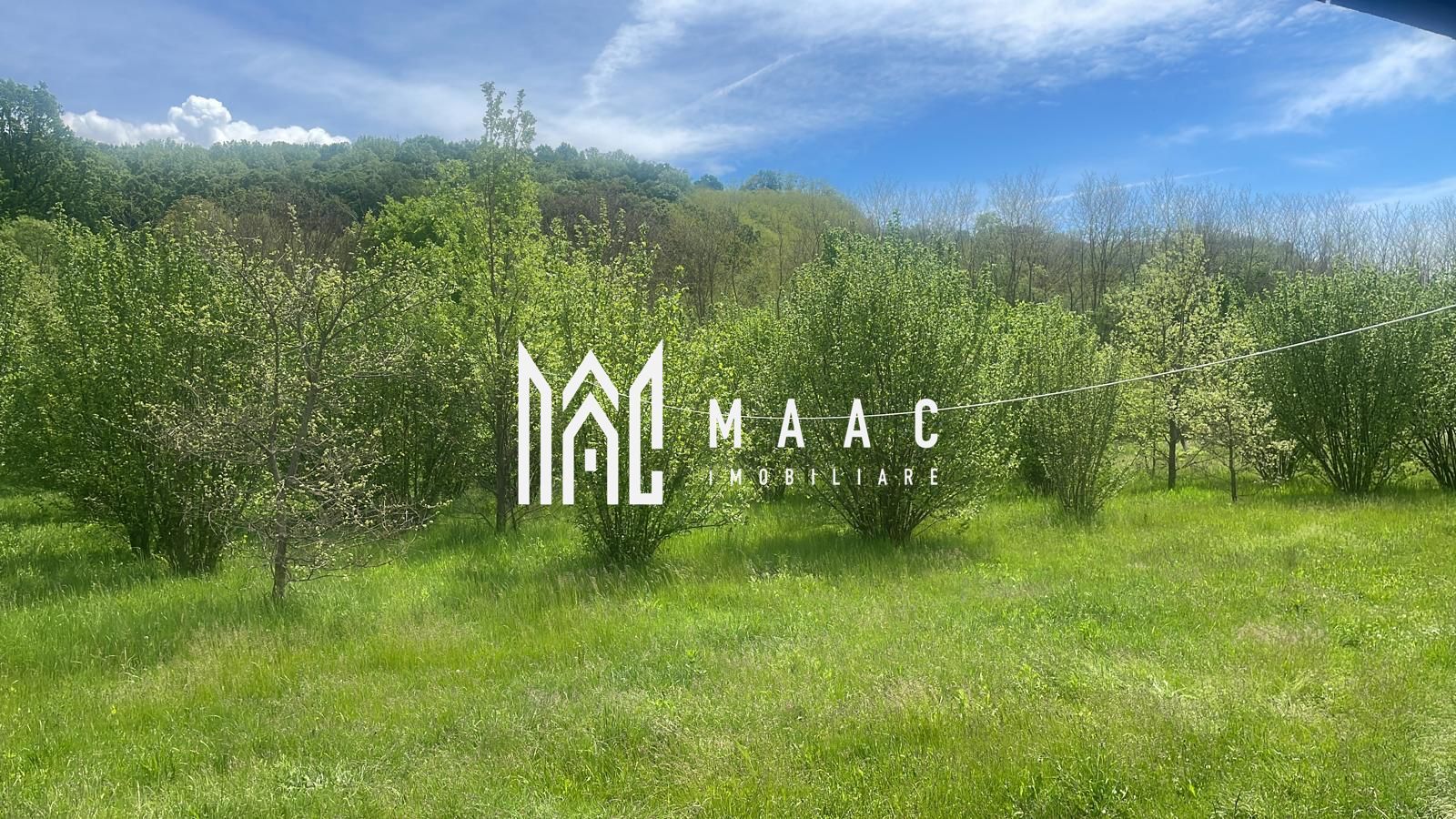 Teren extravilan 61.000 mp | Veseud, Sibiu | plantație aluni, trufe - Poză 1