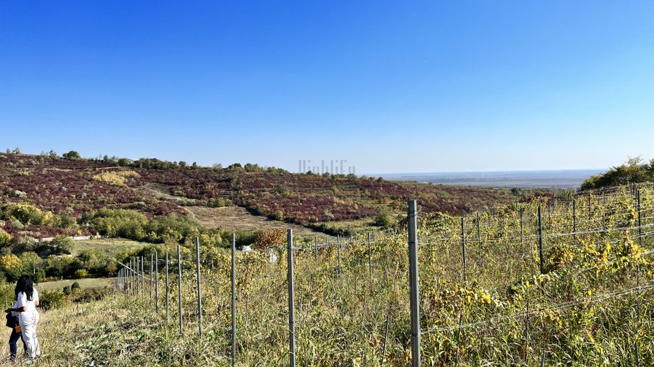 14Ha podgorie, livada pomi fructiferi, si conac 3000mp - Poză 3