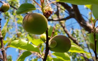 Teren cu utilități 2052 mp - Oradea - str. Făgetului - Poză 11