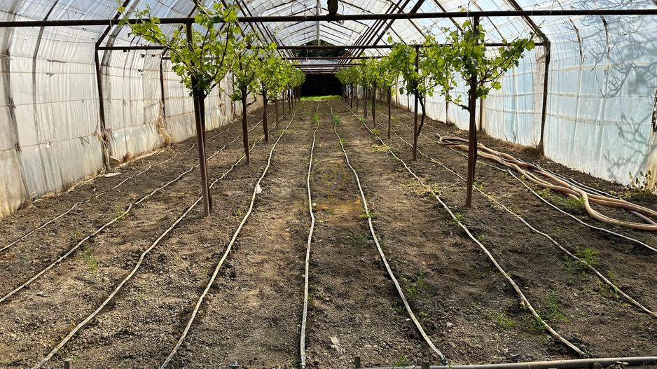 De vanzare Teren 20000MP cu sere/solarii și plantații - Poză 4