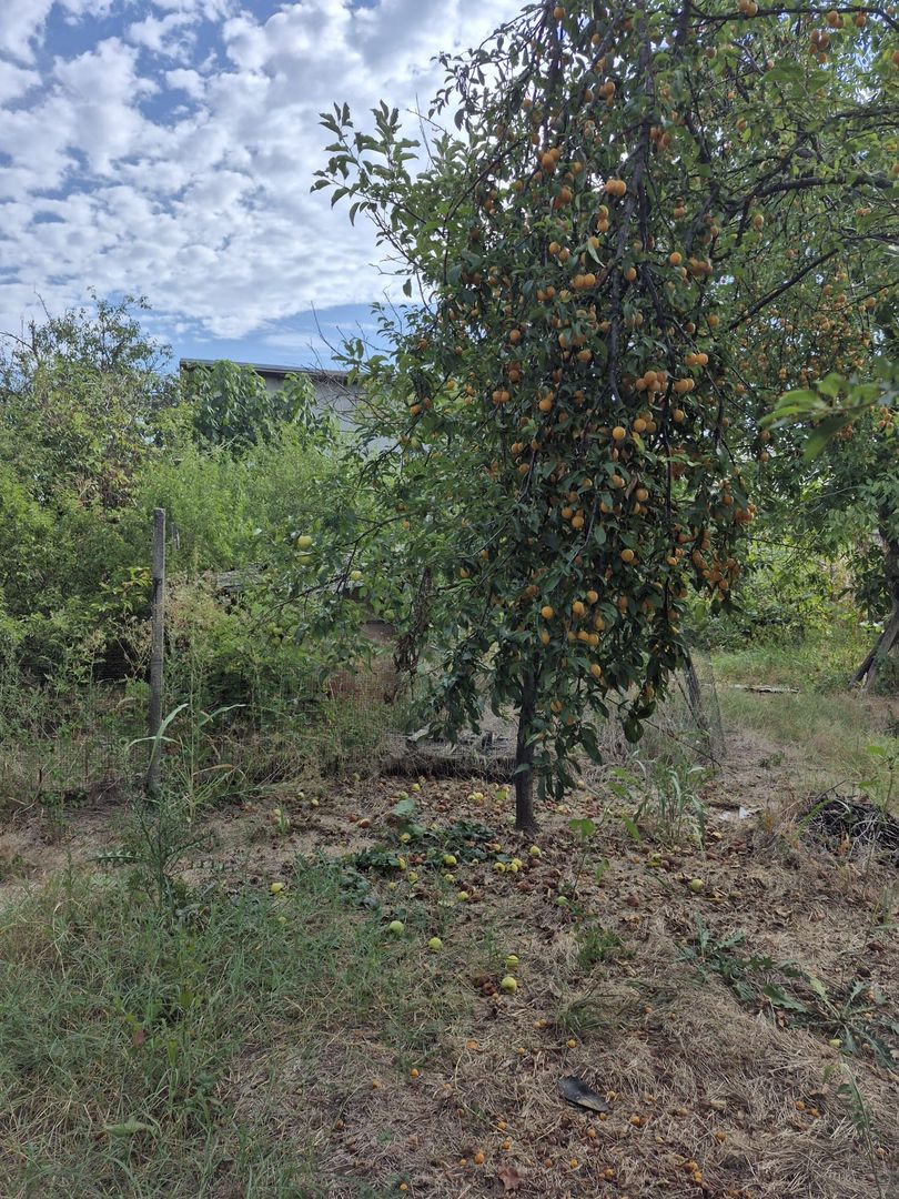 Casa + teren 1.065 mp | Domnesti – Zona Toamnei | Deschidere 20 ml - Poză 11