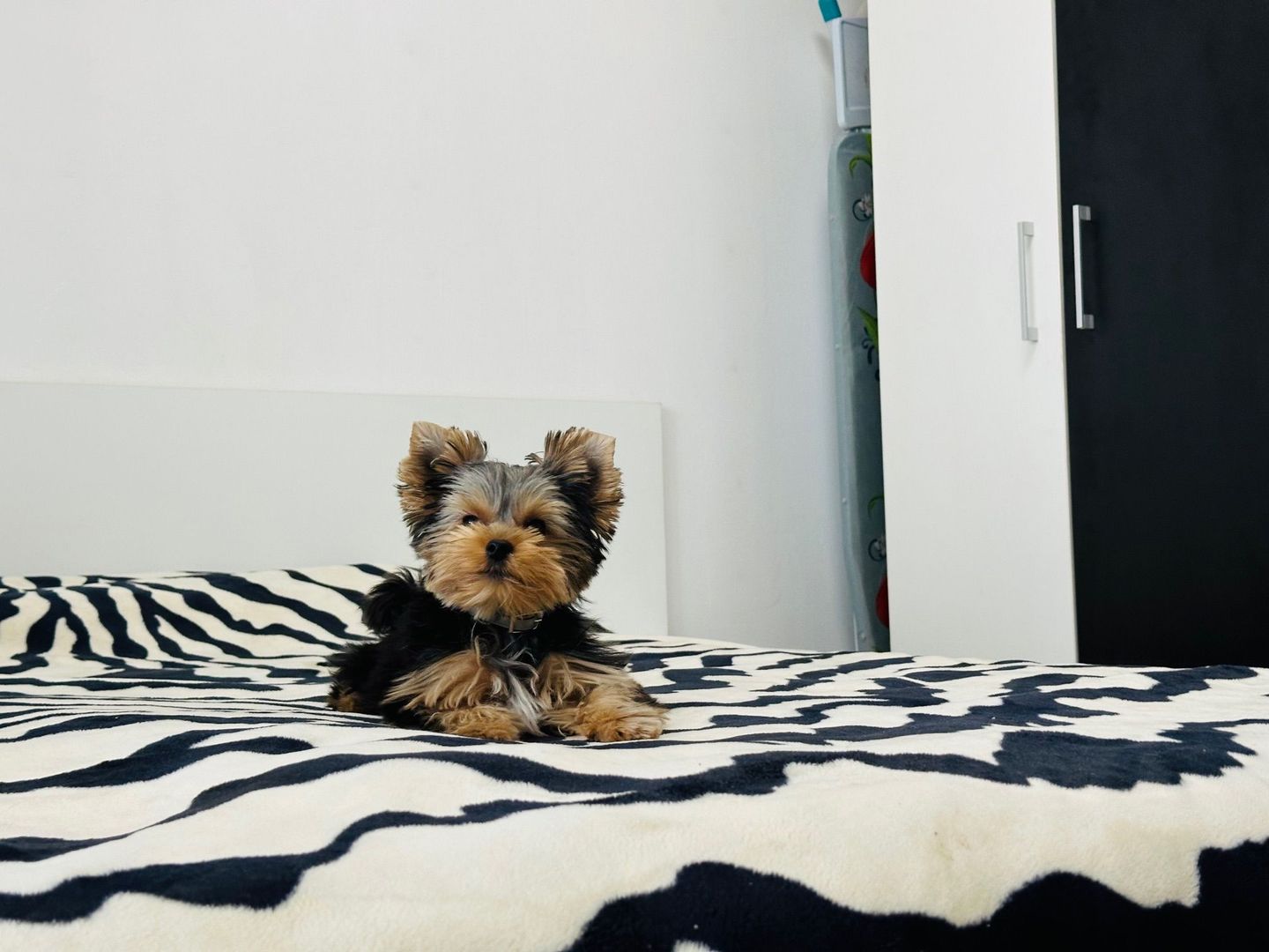 Kiko isi vinde primul camin | 3 camere | P-ta Iuliu Maniu - Poză 3