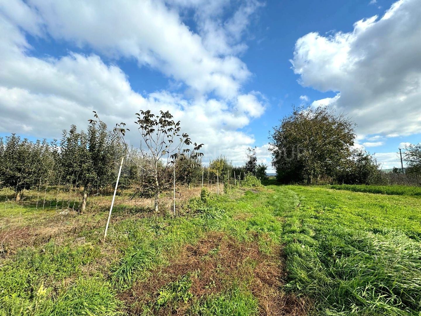 Livada+gradina, teren intravilan 2902mp, Damienesti-Bacau, comision 0 - Poză 7