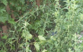 Casa 3 camere Jud Ilfov - Poză 15