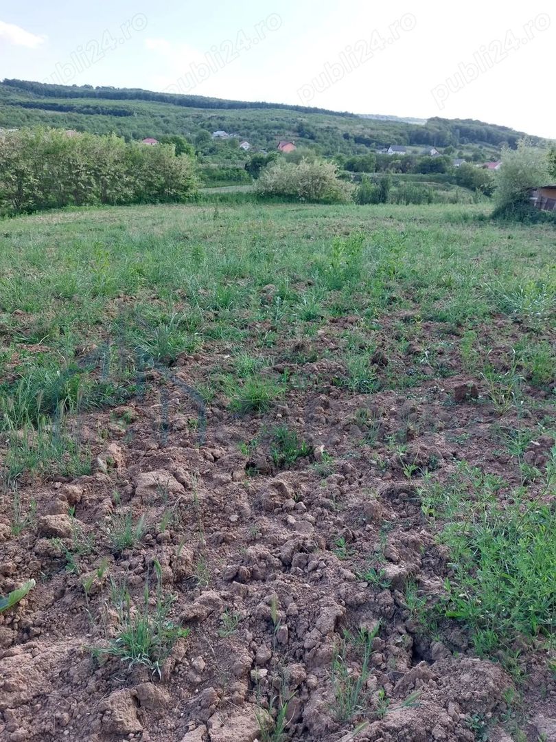 Teren intravilan cu casă, Harlau, Iași - 3890 mp, acces direct din strada Stejari - Poză 2