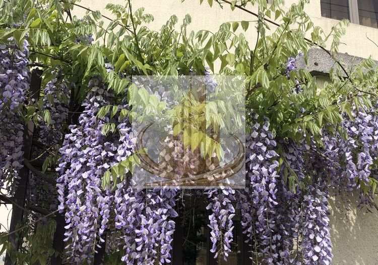 Vilă spectaculoasă în zona Brâncoveanu | 270 mp | Garaj| Curte proprie - Poză 4