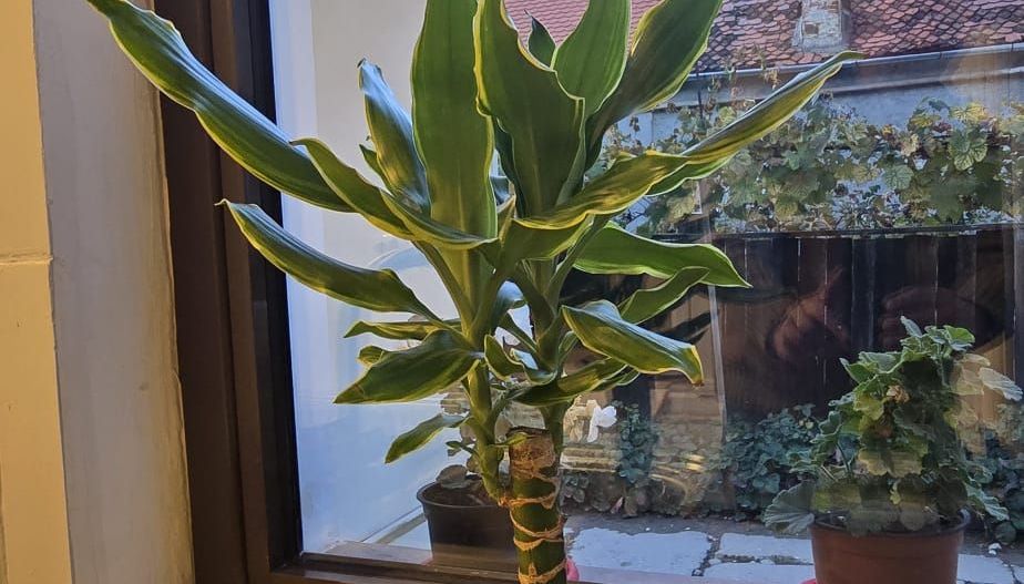 Garsoniera zona Centrală - Poză 3