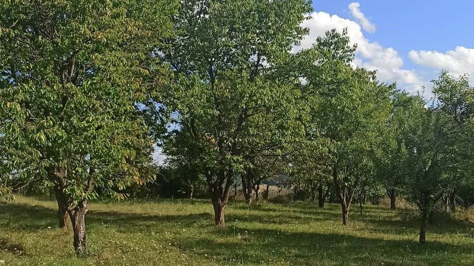 Tren si casa de vacanta in Panticeu - Poză 4