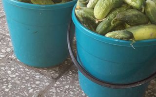 Proprietate cu 60000 mp pamant la pret de apartament - Poză 4