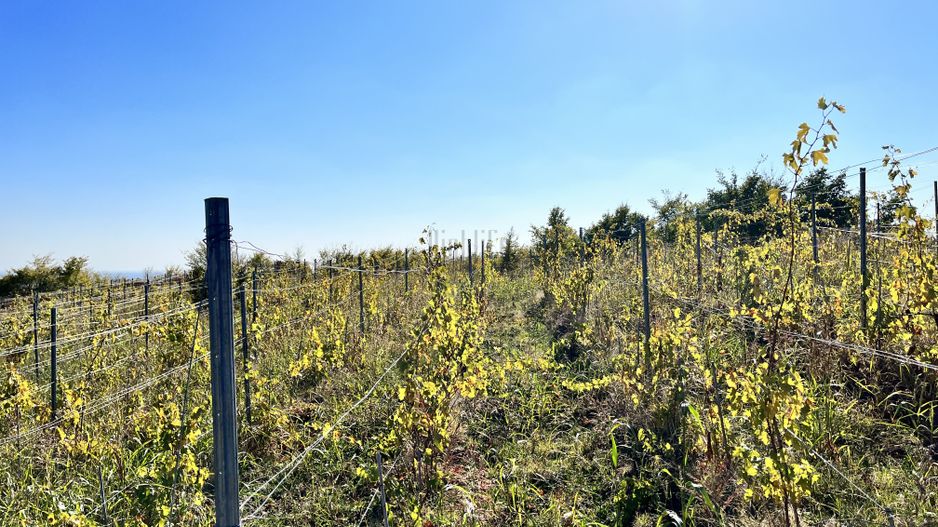 14Ha podgorie, livada pomi fructiferi, si conac 3000mp - Poză 11