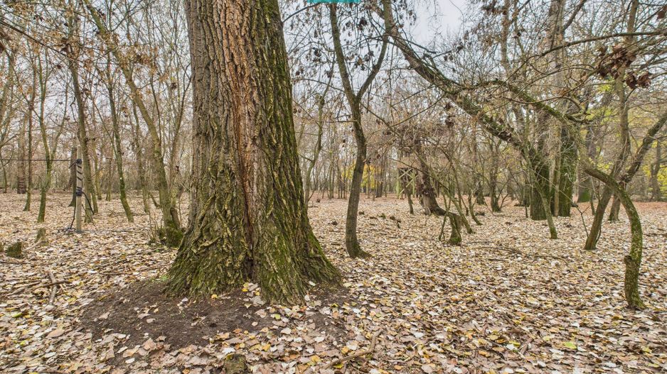 Teren spectaculos la  Periam Port - Poză 25