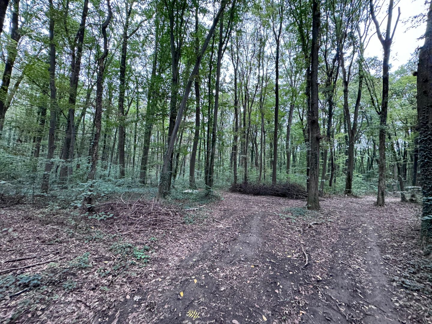 192842 mp teren in Padurea Baneasa proiect exclusivist - Poză 13