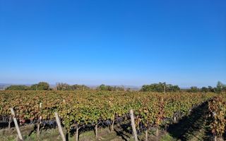 Plantație de viță-de-vie 5,7 ha  investiție cu recuperare rapidă - Poză 10