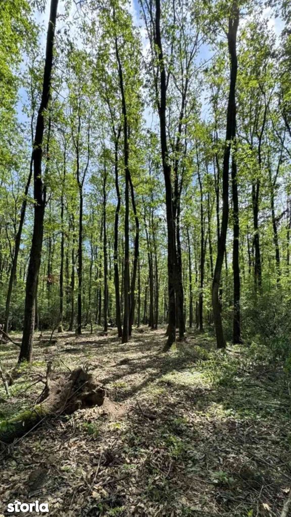 Teren intravilan de vânzare, 380.000 mp, langa pădure - Poză 2