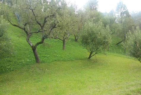 Teren intravilan, Sangeorz-Bai, jud. Bistrita Nasaud - Poză 2