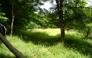 Teren de vanzare Cornu 3074 mp - Poză 10