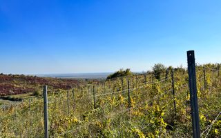 14Ha podgorie, livada pomi fructiferi, si conac 3000mp - Poză 2