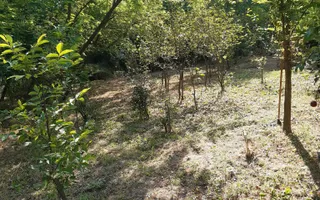 Teren 2240 mp intravilan + casa batraneasca Hintesti-Basangesti - Poză 16