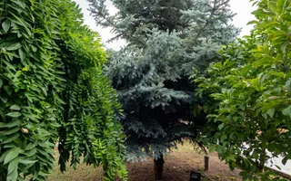 Vila cu piscina, 6 camere, 254mp utili, 815mp teren, com. Berceni - Poză 38
