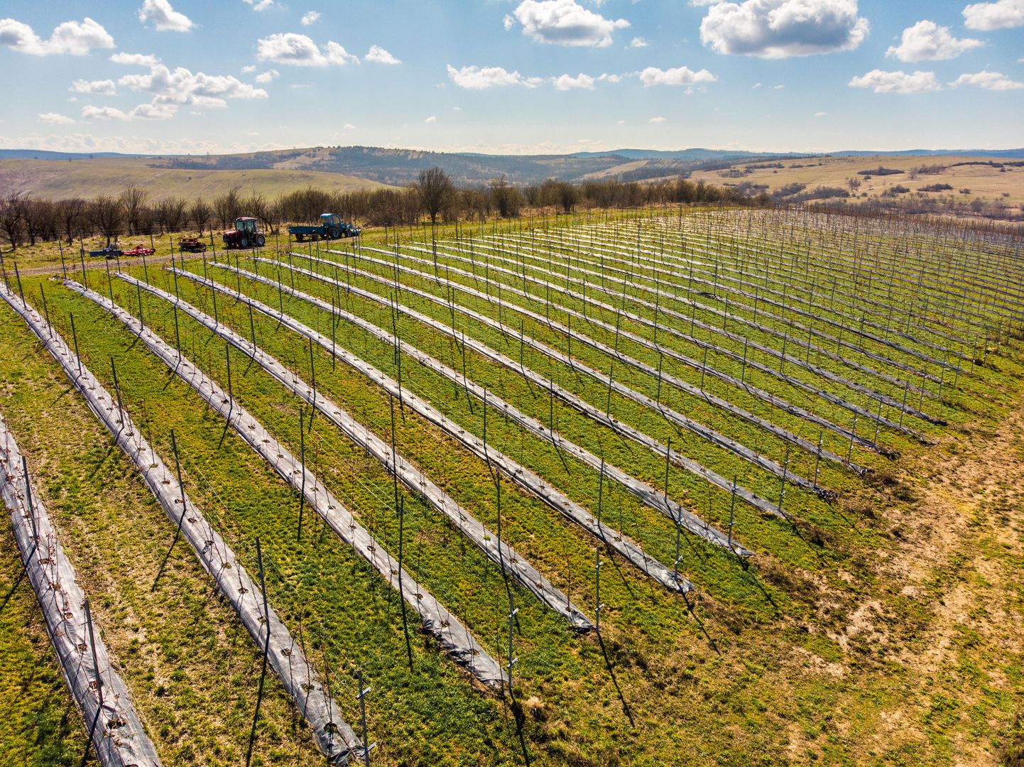 Plantație Bio de mure și zmeură  26,4 ha în Lipova - Poză 2