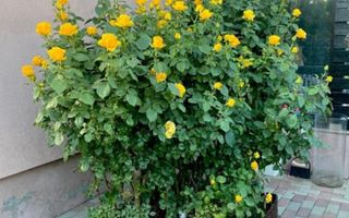 Vila individuala, teren 340 mp, Strada Tuberozelor, Comuna Berceni - Poză 6