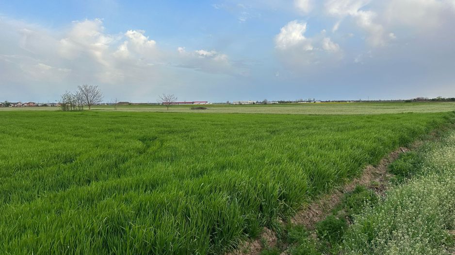 Teren intravilan cu destinatie rezidentiala 7.458 mp Balotesti - Poză 4