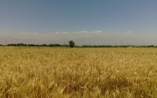 1.500 ha Teren agricol și pășune (Vestul României) - Poză 1