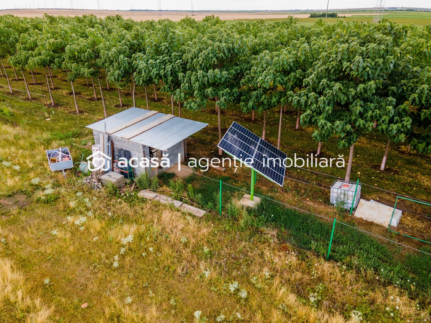 Teren cu plantație de arbori Paulownia, 1.25 ha - Poză 6