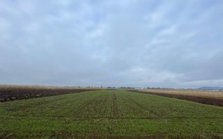 TEREN EXTRAVILAN 13 ARI | FRONT STRADAL 13 M | MARGINEA - Poză 5